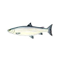 Cisco (Lake Herring)