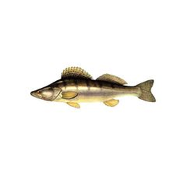 Pike-perch also called European Walleye